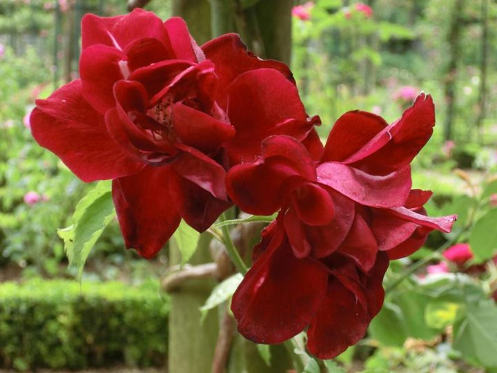 黒赤と呼ばれそうな深い真紅のバラ。花弁が多いと印象が重くなりがちですが、セミダブルの品種を選ぶと花弁が少なく軽やかです。（筆者撮影）