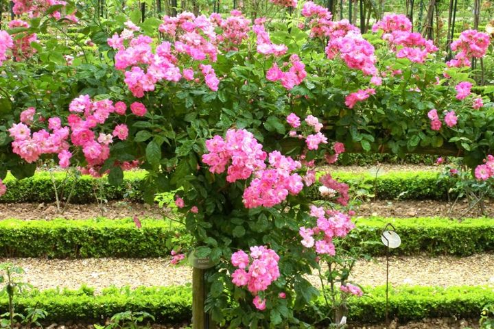 意外と真似できる！イギリス＆フランスのローズガーデンに学ぶ、バラ庭づくりのコツ