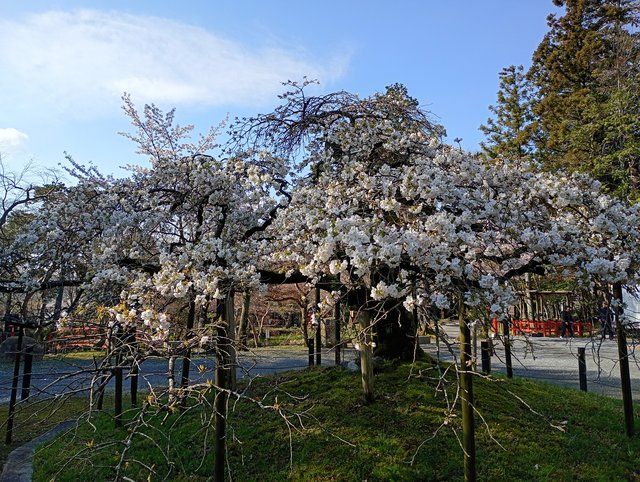 千眼桜