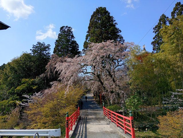 極楽橋の桜