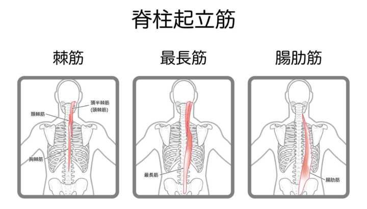 脊柱起立筋