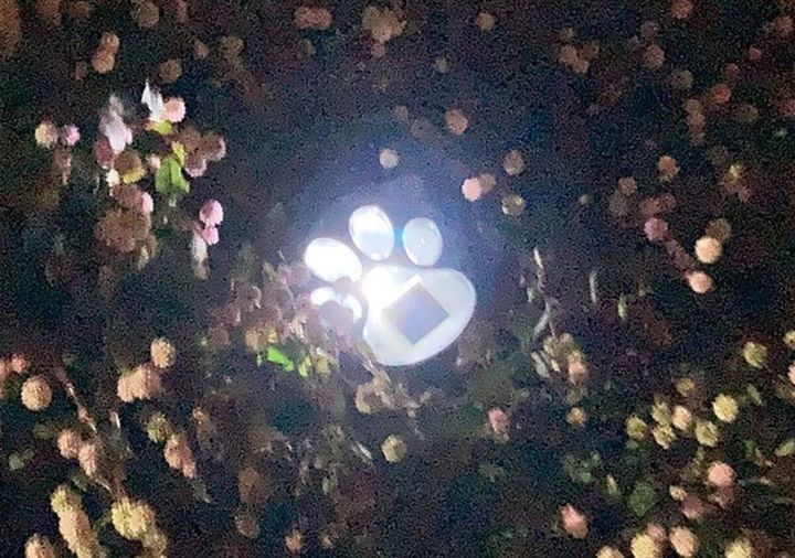 ダイソー ソーラーガーデンライト（ネコ型） 使用例