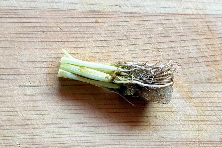 糸ミツバを再生栽培する際は、写真のように根元のスポンジを付けたまま、茎を少し長めにカットしましょう。