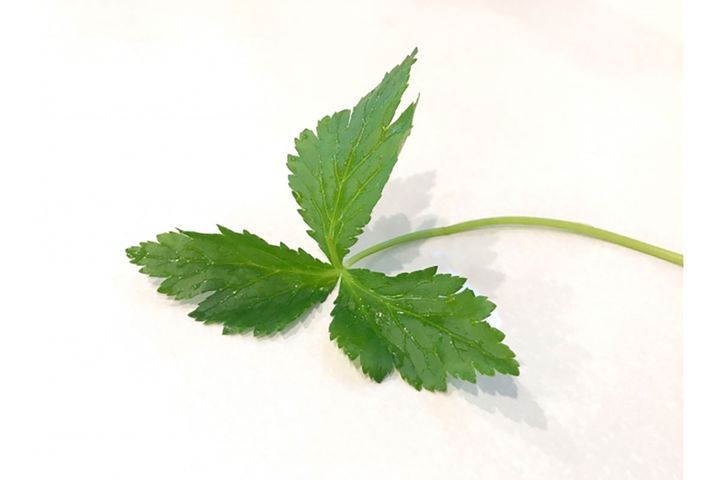 1本の茎に3枚の葉が付いていることが「ミツバ」の名の由来。