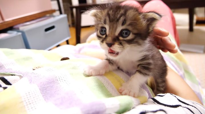 膝の上で甘える子猫