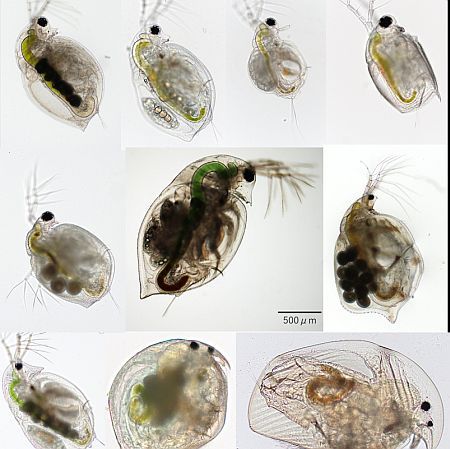 【愛知県名古屋市】自然科学に親子で触れるイベント「博物マニア2026」開催。ヘルドクターくられ氏登壇！