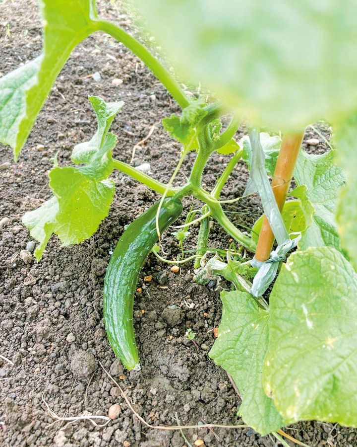 「家庭菜園では小さいキュウリが !」