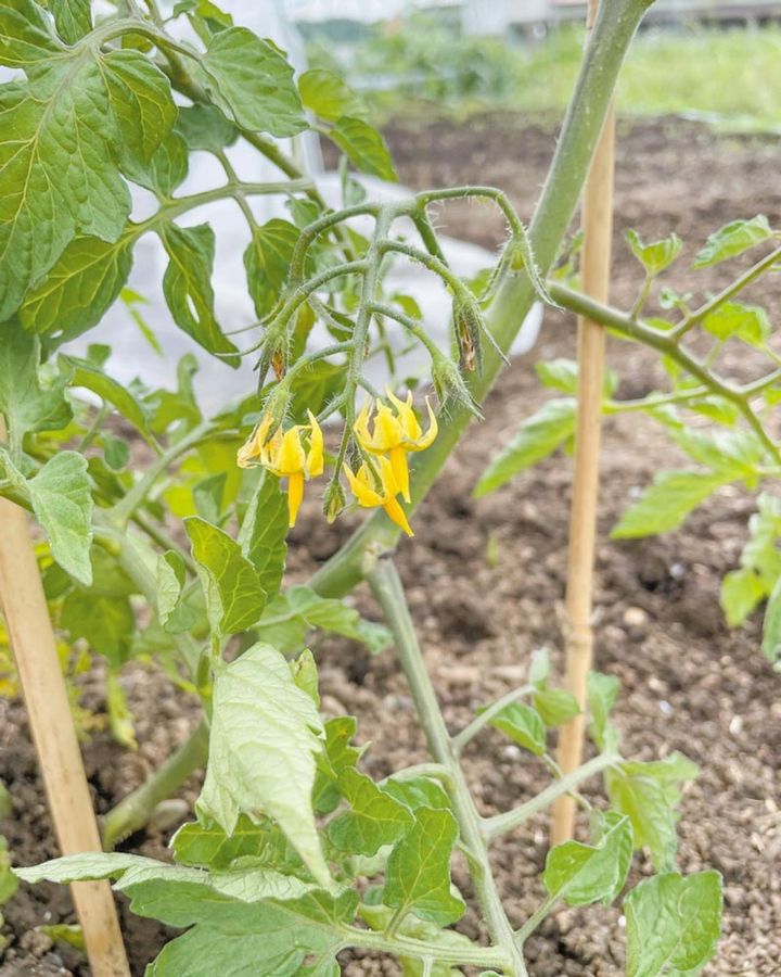 「トマトの花も咲き出してこれからぐんぐん育ちます」
