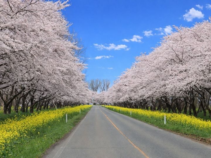 All About ニュース編集部が全国250人を対象に実施した「桜の名所」に関するアンケートの調査結果から、秋田県で「行ってみたい＆好きな桜の名所」ランキングを発表！ 2位「桜並木と菜の花ロード」を抑えた1位は？