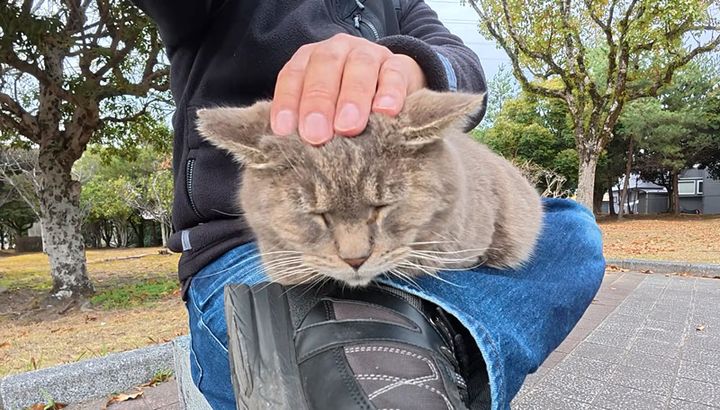 ナデナデされる猫