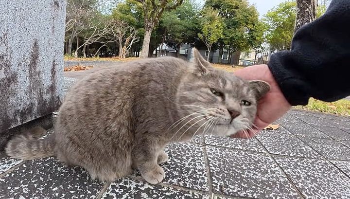 10日間放浪していた猫