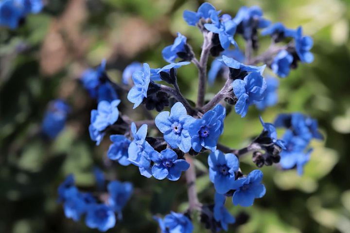 4月6日の花とは？【366日の誕生花と幸せの花言葉】