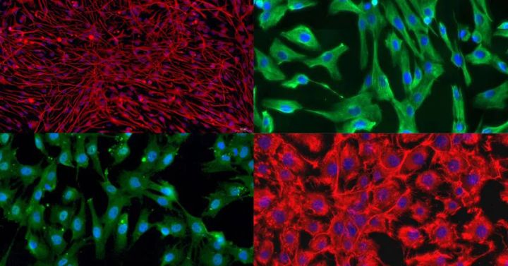 初代細胞研究における活用領域や実験用途を整理した説明図または