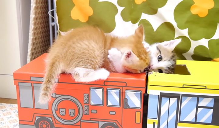 バスの上で遊ぶ子猫達