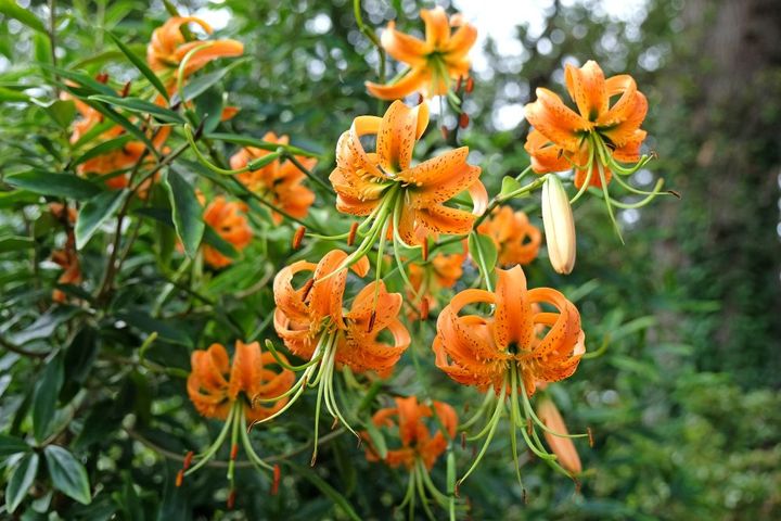 キカノコユリ Lilium henryi