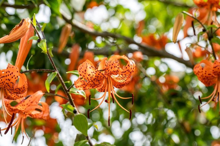 オニユリ Lilium lancifolium