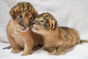 富士サファリパークで誕生のライオン双子に癒やされる週末