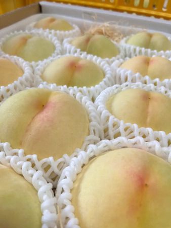 桃やぶどうなどの贈答箱を安全に持ち運びできる「EBISTトート | FRUIT BOX」発売！