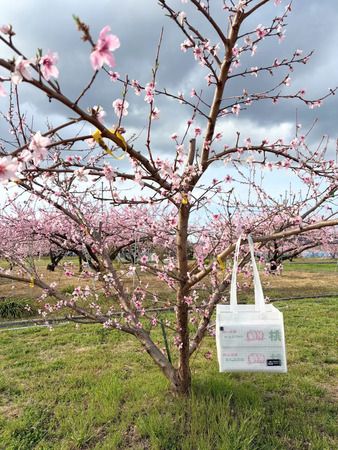 桃やぶどうなどの贈答箱を安全に持ち運びできる「EBISTトート | FRUIT BOX」発売！