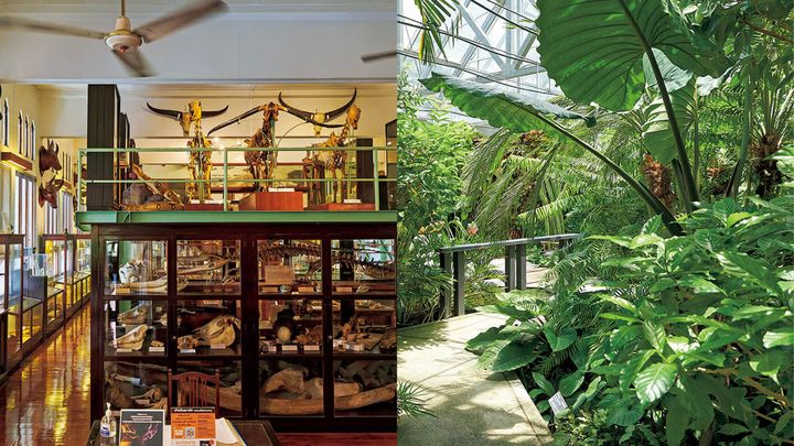 バンコク チュラ大学〈自然史博物館〉内観、〈植物園〉内観