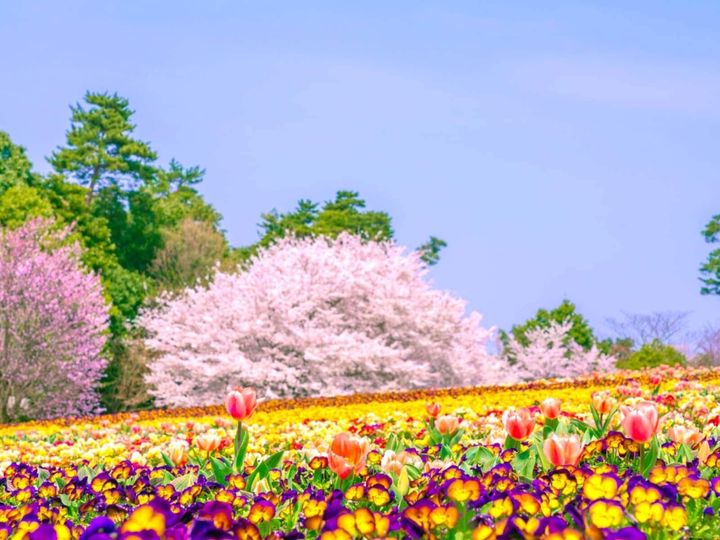 All About ニュース編集部が全国250人を対象に実施した「桜の名所に関するアンケート」の調査結果から、鳥取で行ってみたい＆好きな桜の名所ランキングを発表！ 2位「とっとり花回廊」を抑えた1位は？