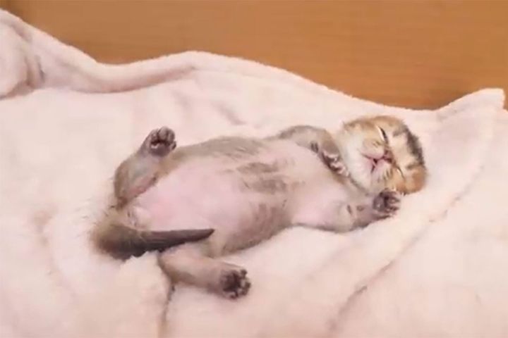 気持ちよさそうに眠る子猫…まるで夢のなかで遊んでるみたい？