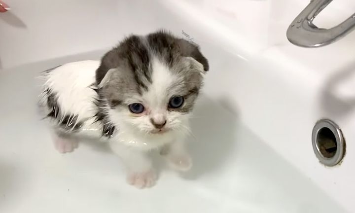 初めてお風呂に入った子猫