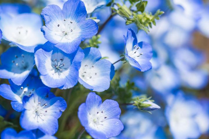 4月7日の花とは？【366日の誕生花と幸せの花言葉】