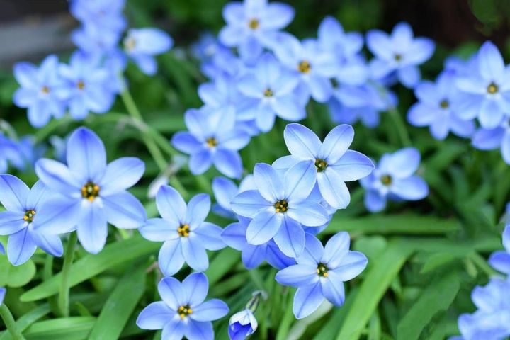 春に映える「青い花」8選｜日向・半日陰・日陰別の育て方と選び方【ガーデニング】