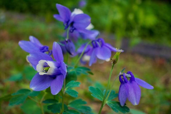 ミヤマオダマキ