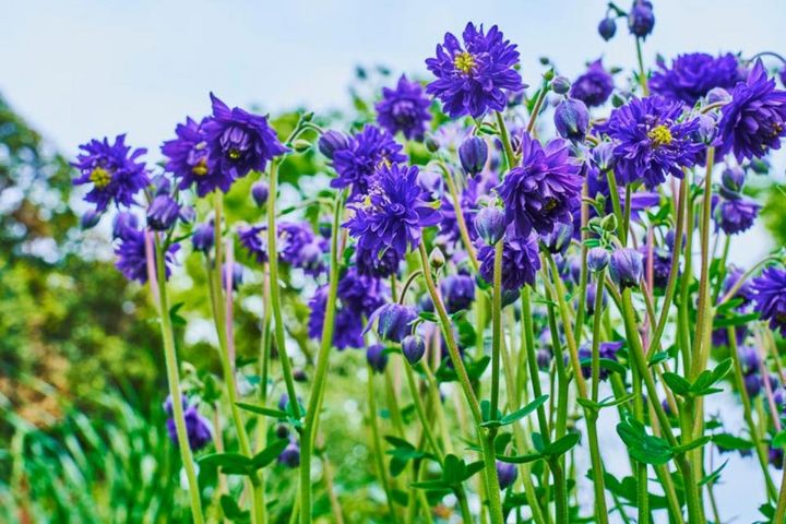 八重咲きのセイヨウオダマキ