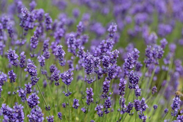 コモンラベンダー