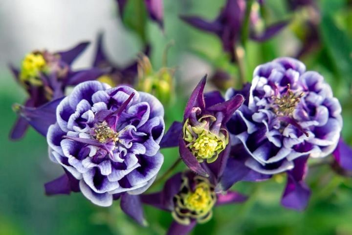 セイヨウオダマキ‘ウィンキー’