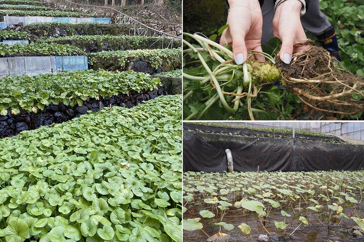 静岡駅すぐの大人の隠れ家へ。城下町の路地裏で味わう、とっておきの蕎麦ランチ＆会席「手打ち蕎麦 たがた」