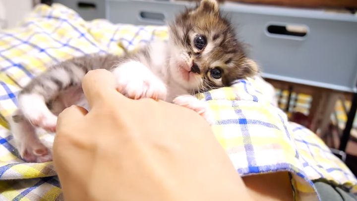 膝の上で甘える子猫