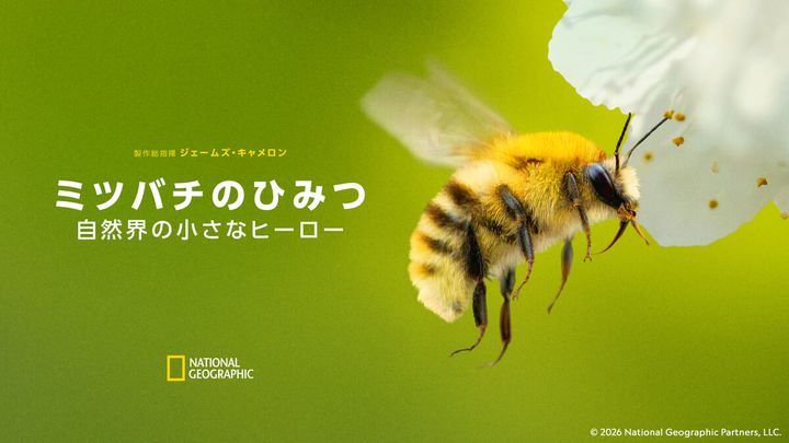 ミツバチのひみつ：自然界の小さなヒーロー