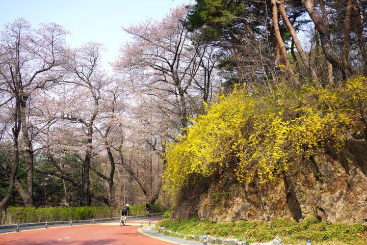 のんびり歩いていると、ものすごいスピードで駆け降りる自転車を何度も見ます。