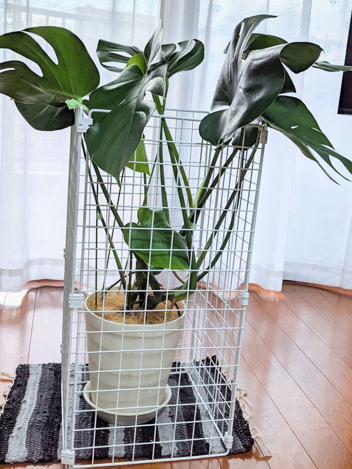 あっという間に完成！ だけど・・・なんかね～