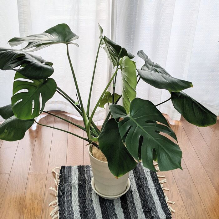 横に広がってしまった『モンステラ』私はこうやって飾ります。おしゃれで簡単な方法♪