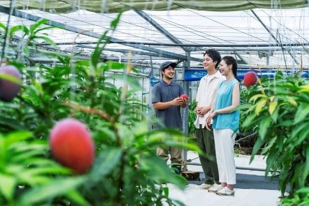 マンゴーの収穫最盛期に農家からこだわりを学ぶ