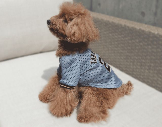 ワンちゃんの阪神選手推しウェア