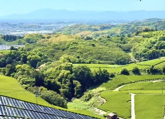 八女大茶園cafe Green Monster 景色