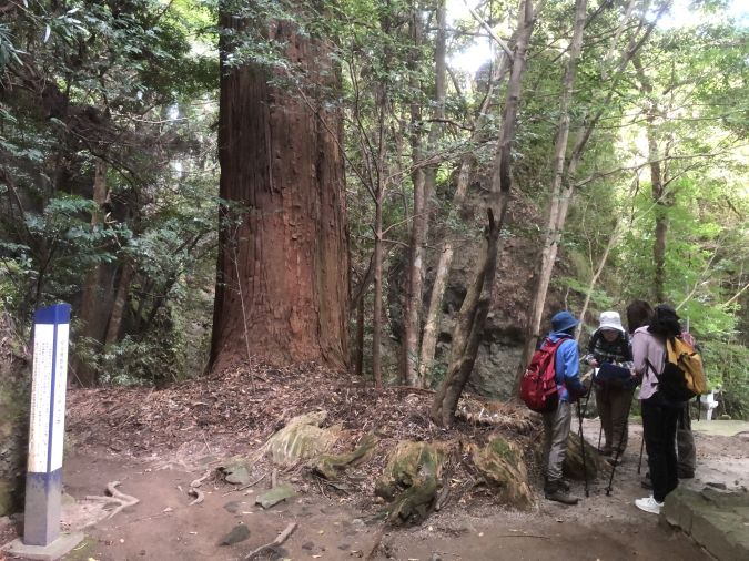 室山熊野神社 大杉
