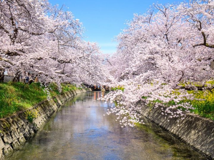 All About ニュース編集部が全国250人を対象に実施した「桜の名所に関するアンケート」の調査結果から、山口で行ってみたい＆好きな桜の名所ランキングを発表！ 2位「五条千本桜」を抑えた1位は？