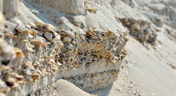 地表だけでなく地下も貝殻が含まれている