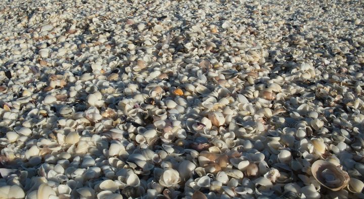 ほぼ全てが貝塚で覆われた3000平方メートルの島を発見