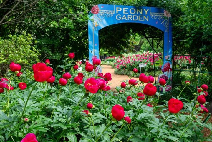 シャクヤク・スカーレットオハラ(4月末～5月初旬)