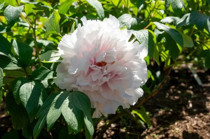 美しい牡丹と健康な土壌(2025年4月