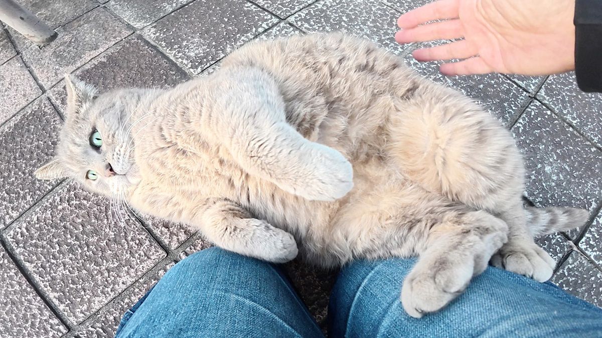 公園でポッチャリ猫と心温まる出会い