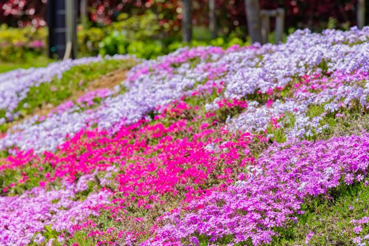 4月8日の花とは？【366日の誕生花と幸せの花言葉】